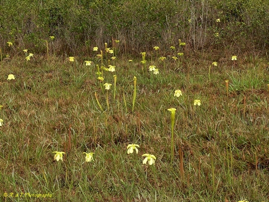 {Sarracenia alata}